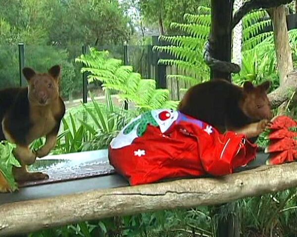 Питомцы австралийского зоопарка разбирают рождественские подарки