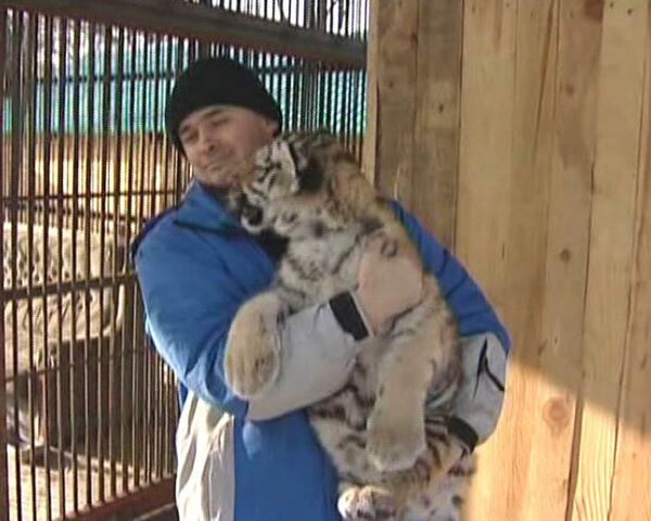 Брошенные матерью амурские тигрята подрастают в зоопарке Владивостока