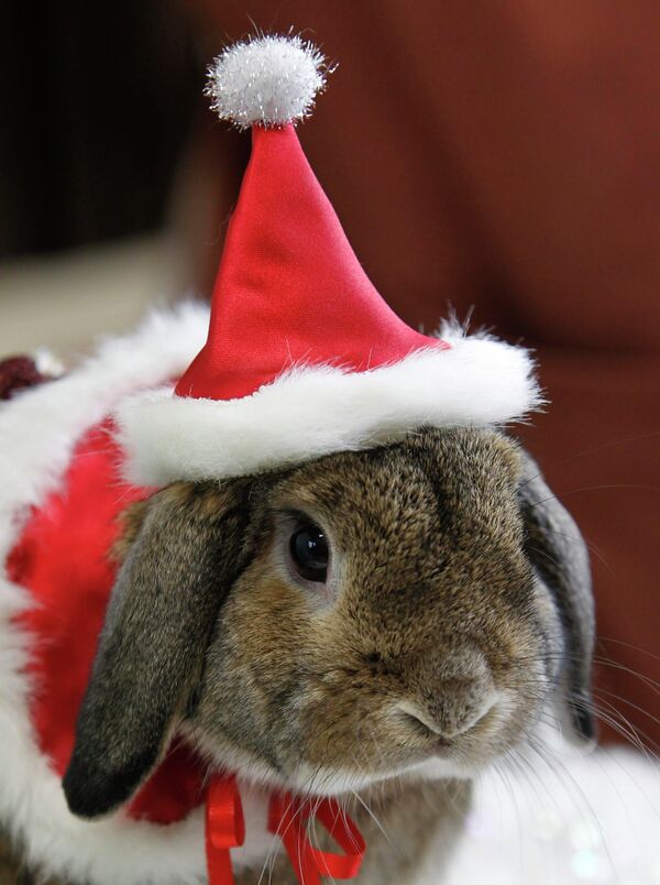 Кролик в шапочке Санта-Клауса в зоомагазине в Йокогаме, Япония