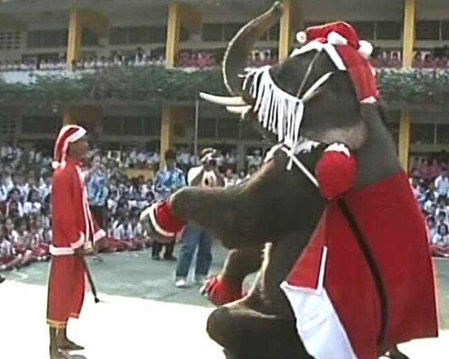 Слоны в костюмах Санта Клауса исполнили рождественский танец