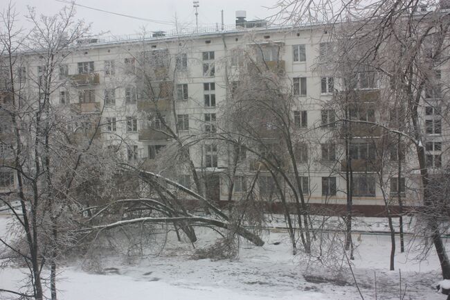 Деревья падают из-за наледи на ветках