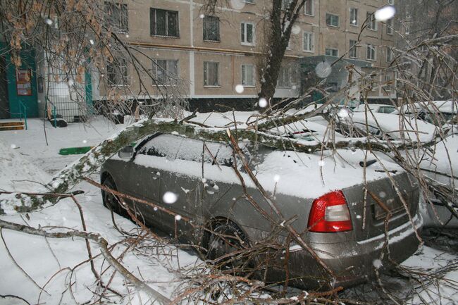 Деревья падают из-за наледи на ветках