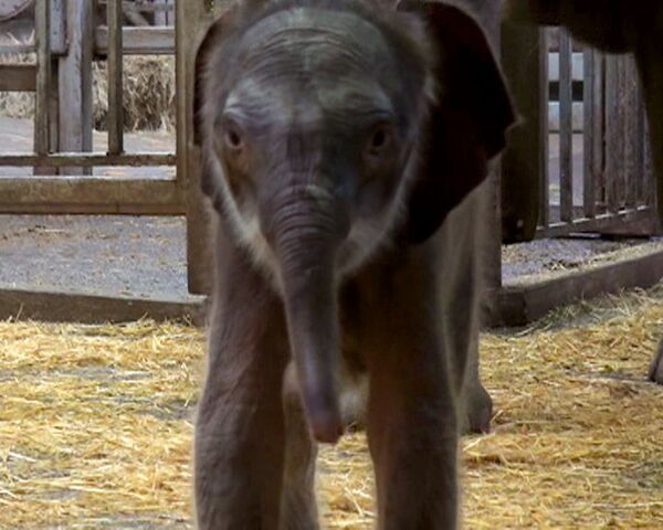 Несовершеннолетняя слониха принесла потомство в ростовском зоопарке 