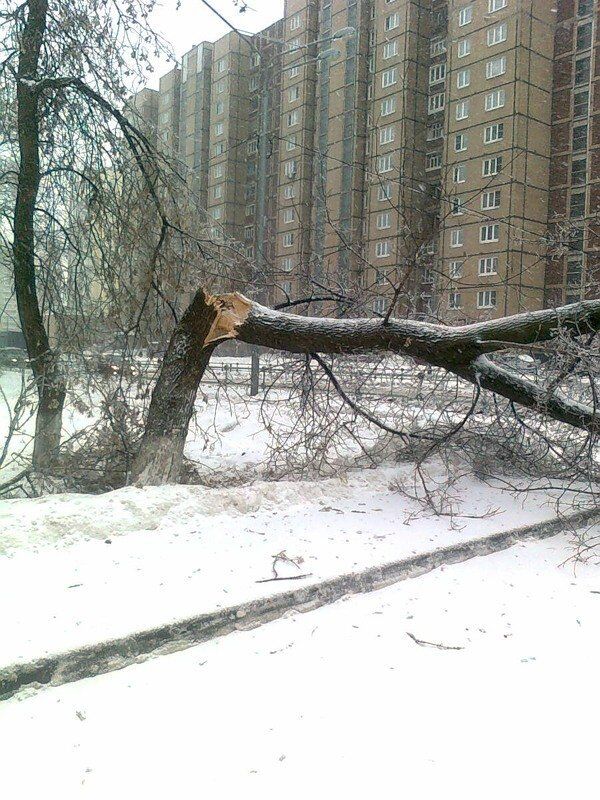 В Москве убрано 12 тысяч поврежденных после ледяного дождя деревьев