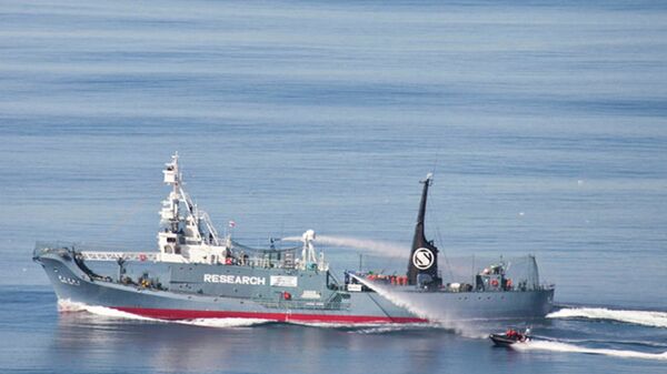 Экологи пытались остановить судно японских китобоев, запутав винт веревкой