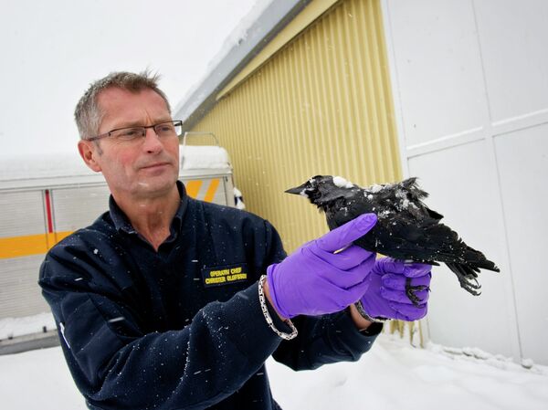 Десятки мертвых птиц обнаружены на юго-западе Швеции