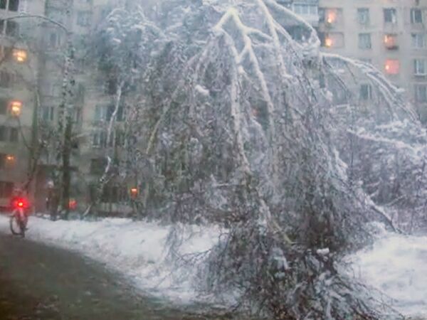 На юго-западе Москвы ломаются деревья