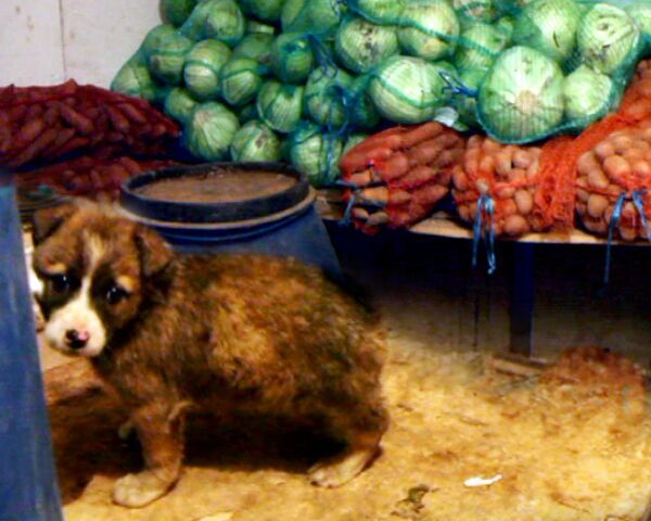 Защитники животных Петербурга обвиняют гастарбайтеров в поедании собак