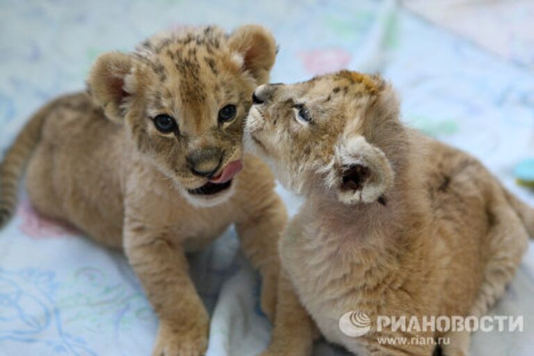 Двое детенышей африканской львицы растут в Новосибирском зоопарке