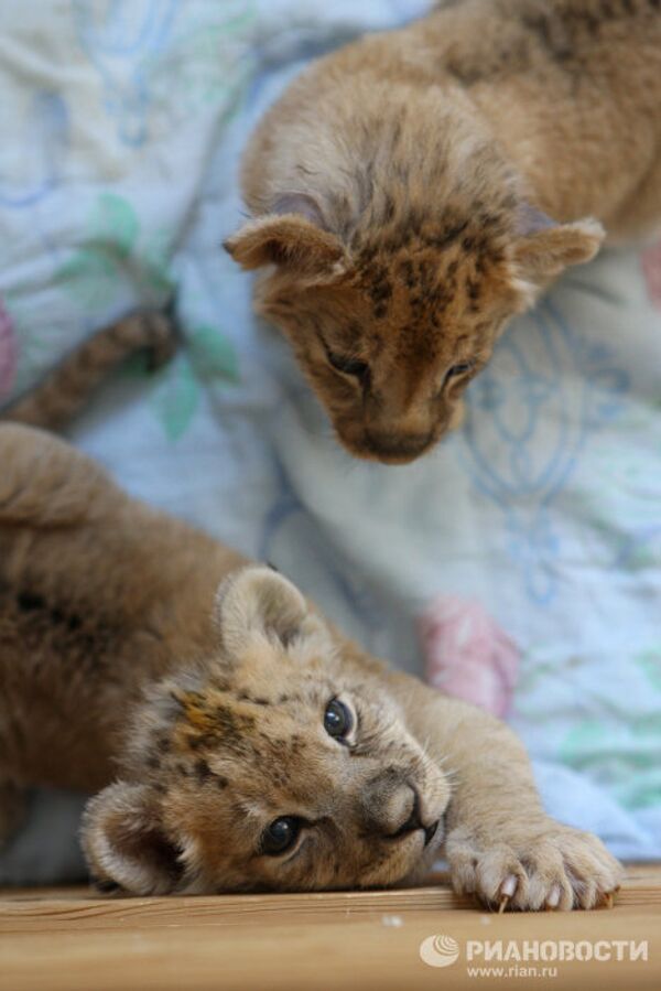 Двое детенышей африканской львицы растут в Новосибирском зоопарке