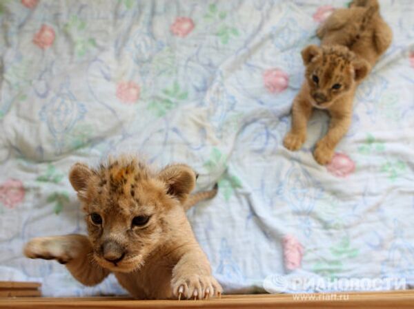 Двое детенышей африканской львицы растут в Новосибирском зоопарке