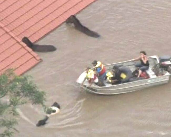 Спасатели на катерах вывозят из зоны затопления лошадей и коров