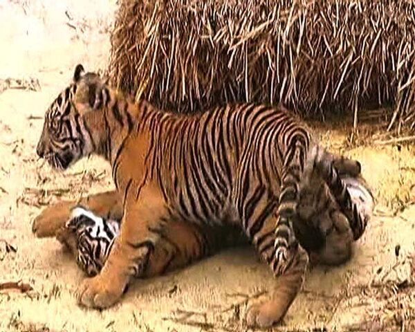 Редкие суматранские тигрята  впервые вышли к людям