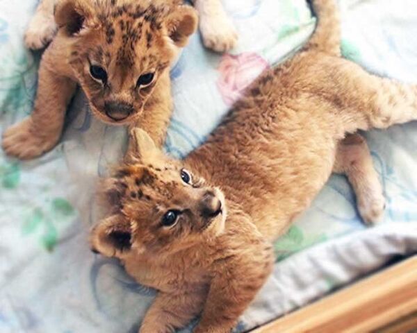 Африканские львята родились в разгар морозов в зоопарке Новосибирска