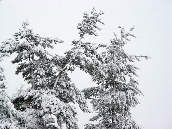 Последствия снегопада в Ленинградской области