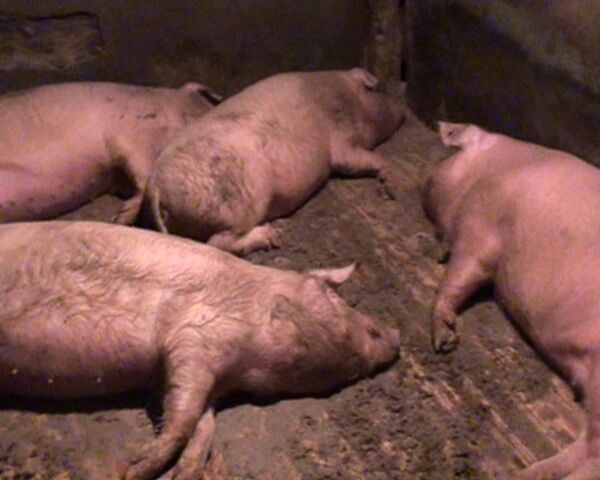 Ветеринары Петербурга уничтожают свиней из-за угрозы африканской чумы