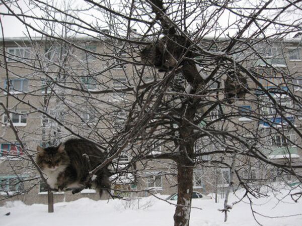 Коты на дереве