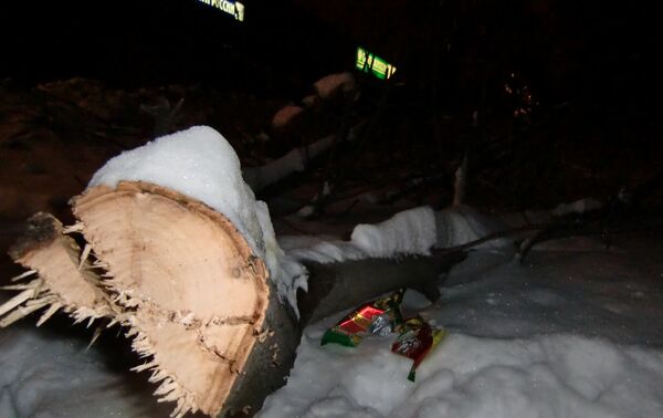 В Москве спилили сотни деревьев, поврежденные после ледяного дождя.