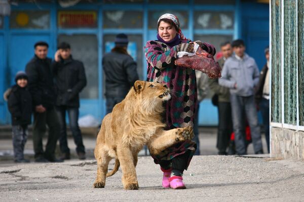 Лев в зоопарке Таджикистана