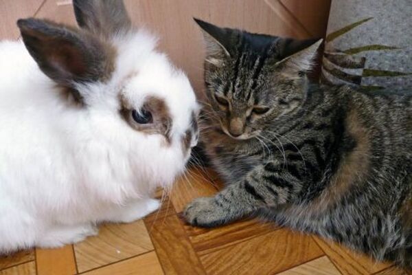 Кот и кролик 