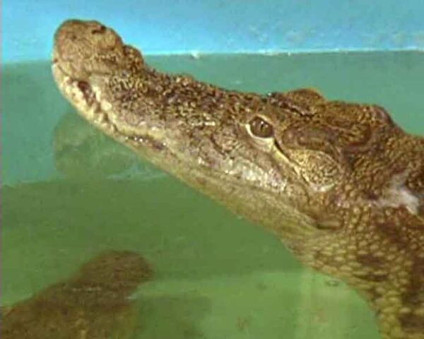 Крокодил месяц живет с мобильным телефоном в желудке