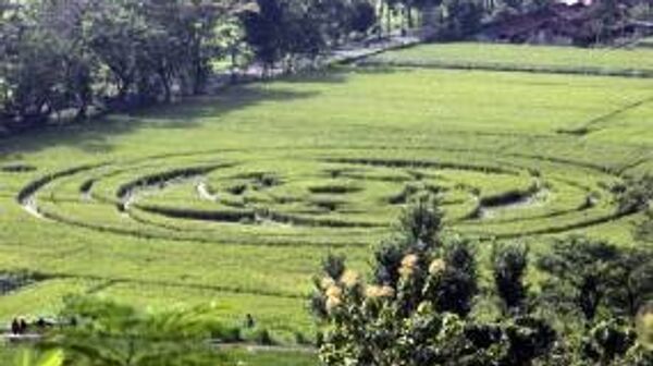 Пиктограммы, обнаруженные на рисовом поле в Индонезии 