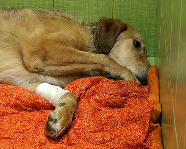 Изувеченный в Петербурге пес находится под наблюдением ветеринаров