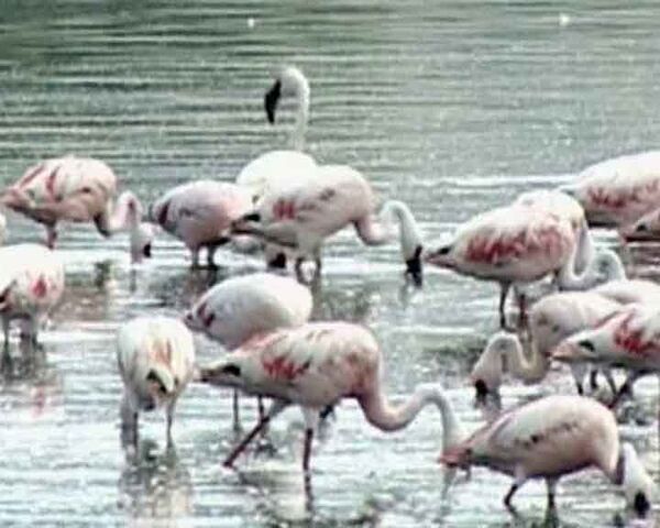 Массовая миграция розовых фламинго  