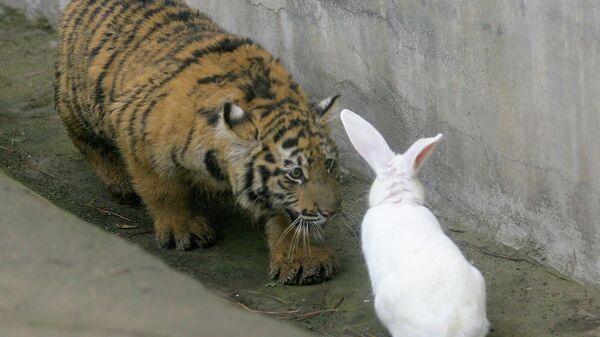 Пятимесячный тигр смотрит на кролика в зоопарке Китая