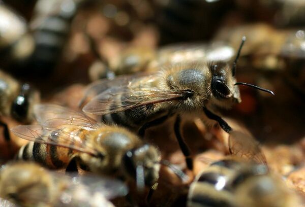Пчелы могут искать взрывчатку не хуже собак, установили ученые