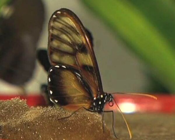 Свадебные церемонии в Колумбии украшают живыми тропическими бабочками
