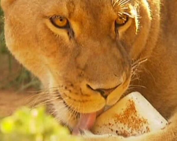 Австралийским тиграм и львам вместо мяса дают лед