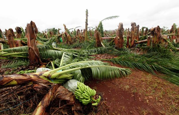 Уничтоженная в результате циклона Яси банановая плантация в Австралии