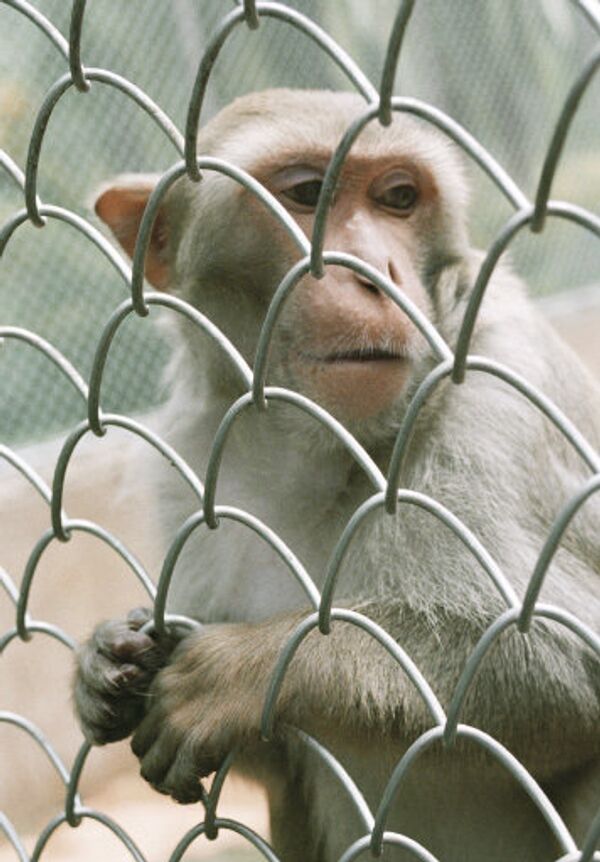Кагор, чеснок и лук помогают красноярским обезьянам спастись от гриппа