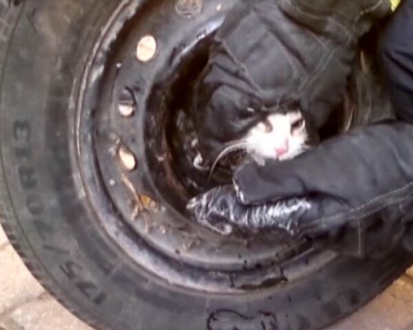 Спасатели час освобождали кошку, застрявшую в колесе автомобиля  