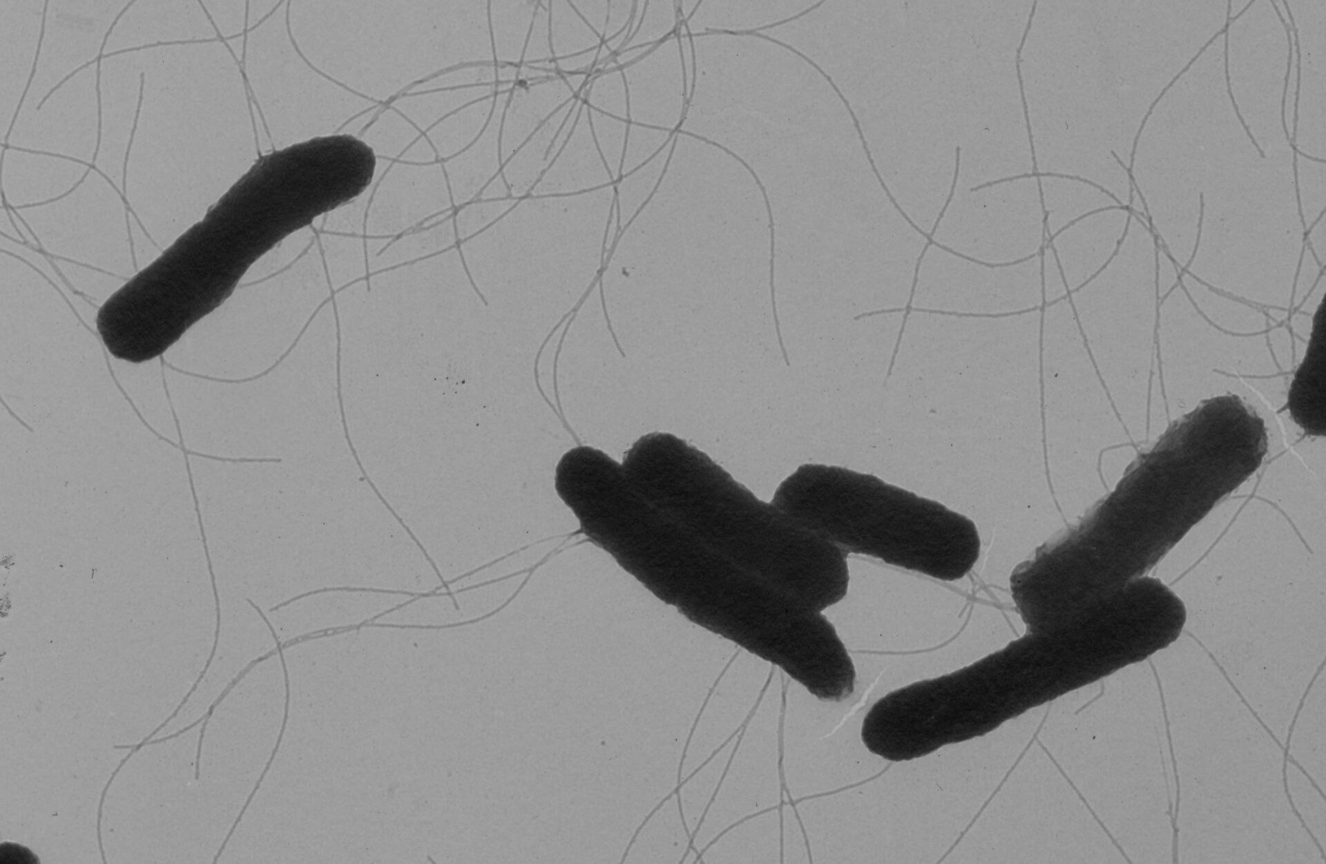 Бактерия сальмонелла Бактерия сальмонелла - РИА Новости, 1920, 14.11.2025