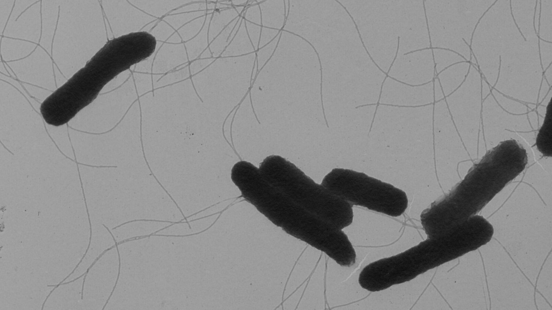 Бактерия сальмонелла - РИА Новости, 1920, 12.11.2018