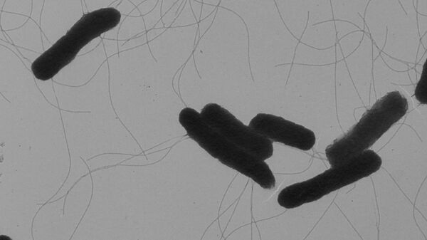 Бактерия сальмонелла