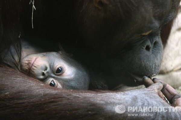 Новорожденные орангутаны в Московском зоопарке