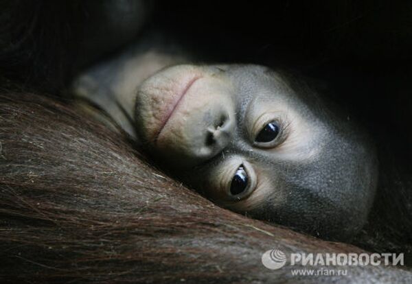 Новорожденные орангутаны в Московском зоопарке