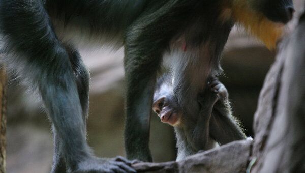 Самка мандрила с новорожденным детенышем в московском зоопарке