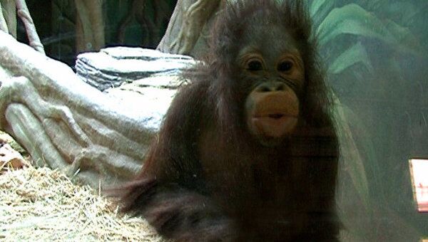 Семья орангутанов из московского зоопарка разрешила конфликт отцов и детей