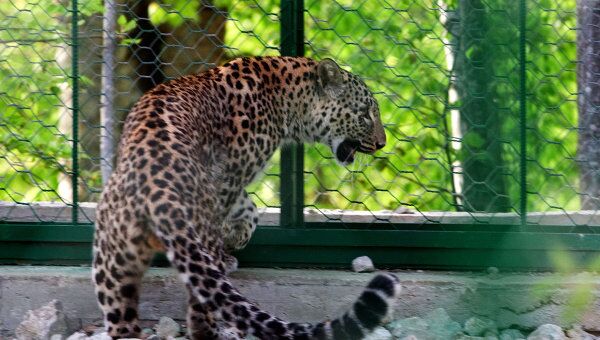 Леопард в Сочинском национальном парке. Архив