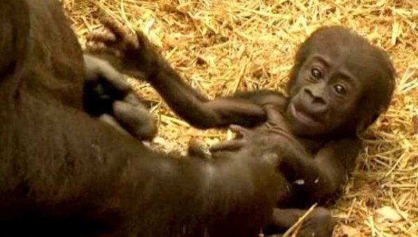 Первые шаги детеныша гориллы удалось запечатлеть на видео