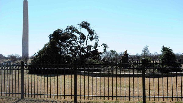 Ветер сломал Национальную рождественскую елку в Вашингтоне