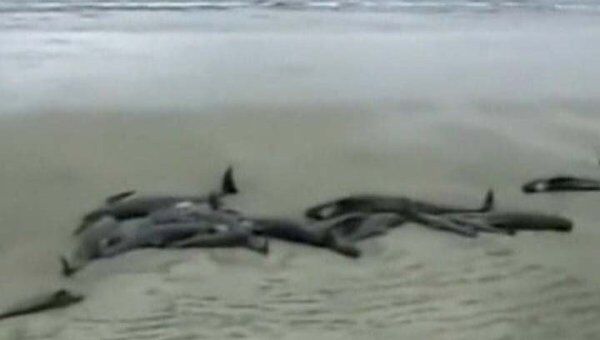 Более сотни черных дельфинов выбросились на берег острова в Новой Зеландии 