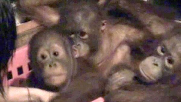Осиротевших из-за браконьеров детей-орангутанов воспитывают в яслях