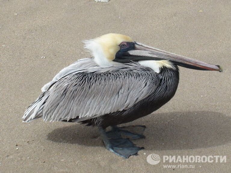 Птицы Флориды не знают зимы