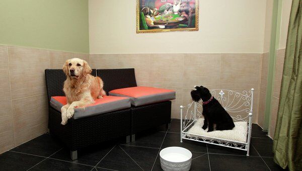 Во Франции открылась гостиница для собак