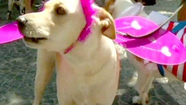 Собаки вышли на праздничный парад в Рио-де-Жанейро